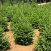 Саженец ели европейской (15- 40 см): фото и описание