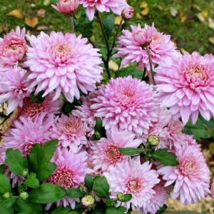 Хризантема Розовый фламинго