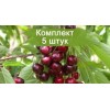Саженцы черешни Одринка -  5 шт.: фото и описание