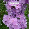 Саженцы Флокса метельчатого Лилак Тайм (Lilac Time) - 5 шт.: фото и описание