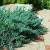 Саженцы Можжевельника казацкого Блю Дануб (Blue Danube) - 5 шт.: фото и описание