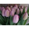 Луковица Тюльпана Розали (Rosalie): фото и описание